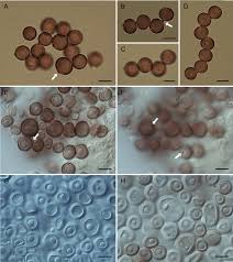 Attēlu rezultāti vaicājumam “Sphacelotheca hydropiperis”