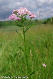 Attēlu rezultāti vaicājumam “Achillea salicifolia leaf”