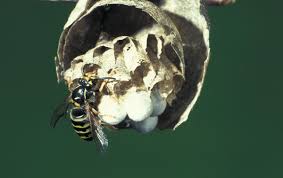 Attēlu rezultāti vaicājumam “Dolichovespula media”