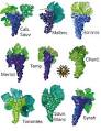 Vino Del Sol | Argentina 101: ARGENTINA'S GRAPE VARIETALS
