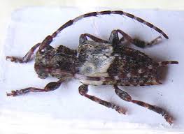 Attēlu rezultāti vaicājumam “Pogonocherus hispidulus”