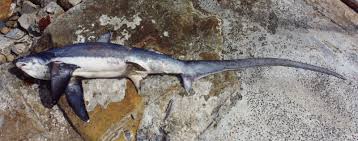 Image result for Alopias vulpinus