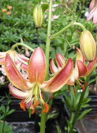 Image result for Lilium martagon `Manitoba Fox`