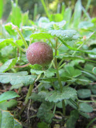 Attēlu rezultāti vaicājumam “Liposthenes glechomae”