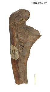 Image result for Castor fiber