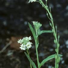 Attēlu rezultāti vaicājumam “Berteroa incana”