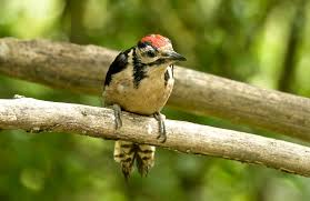 Attēlu rezultāti vaicājumam “Dendrocopos major juvenile”