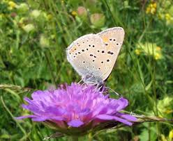 Attēlu rezultāti vaicājumam “Lycaena hippothoe underside”