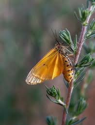 Attēlu rezultāti vaicājumam “Spiris striata”