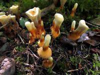 Attēlu rezultāti vaicājumam “Hydnellum aurantiacum”