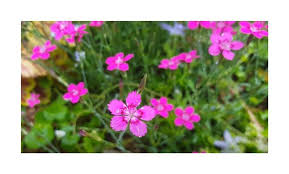 Image result for Steinnelke