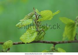 Attēlu rezultāti vaicājumam “Morus alba leaf”