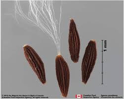 Attēlu rezultāti vaicājumam “Sonchus arvensis subsp. uliginosus fruit”