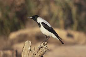 Attēlu rezultāti vaicājumam “Corvus cornix adult”