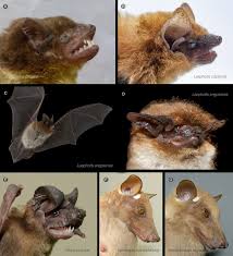 Attēlu rezultāti vaicājumam “Chiroptera”