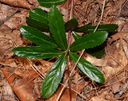 Attēlu rezultāti vaicājumam “Chimaphila umbellata leaf”