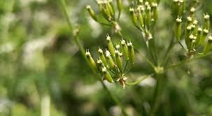 Attēlu rezultāti vaicājumam “Anthriscus sylvestris fruit”