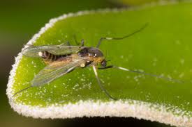 Attēlu rezultāti vaicājumam “Cricotopus”