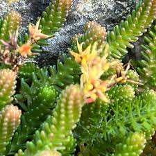 Attēlu rezultāti vaicājumam “Sedum sexangulare flower”