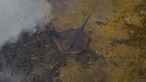 Image result for Hypanus sabinus