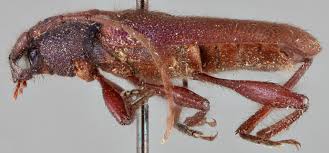 Attēlu rezultāti vaicājumam “Callidium violaceum”