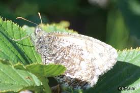 Attēlu rezultāti vaicājumam “Colias palaeno female”