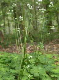 Attēlu rezultāti vaicājumam “Sanicula europaea fruit”