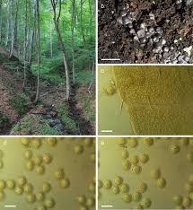 Attēlu rezultāti vaicājumam “Trichia alpina sessile”