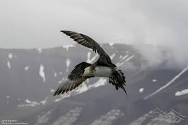 Attēlu rezultāti vaicājumam “Stercorarius parasiticus adult”