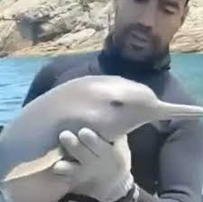 Image result for massacre golfinhos dinamarca