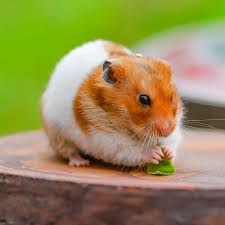 Afbeeldingsresultaat voor hamsters