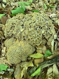 Attēlu rezultāti vaicājumam “Polyporus umbellatus”