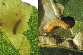 Attēlu rezultāti vaicājumam “Tischeria ekebladella”