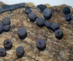 Attēlu rezultāti vaicājumam “Badhamia affinis sessile”