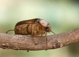 Attēlu rezultāti vaicājumam “Amphimallon solstitiale imago”