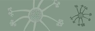 Attēlu rezultāti vaicājumam “Milesina murariae”