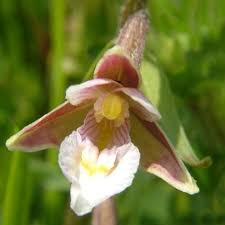Attēlu rezultāti vaicājumam “Epipactis palustris bud”