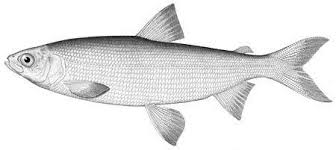 Image result for Coregonus albula