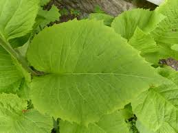 Attēlu rezultāti vaicājumam “Telekia speciosa leaf”