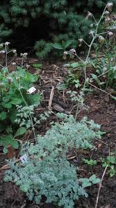 Attēlu rezultāti vaicājumam “Thalictrum minus”