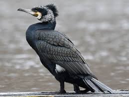 Attēlu rezultāti vaicājumam “Phalacrocorax carbo adult”