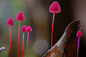 Attēlu rezultāti vaicājumam “Marasmius sp.”