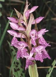 Attēlu rezultāti vaicājumam “Dactylorhiza majalis subsp. baltica flower”