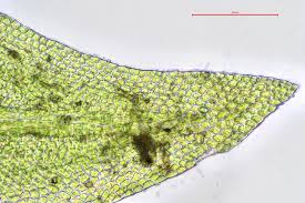 Attēlu rezultāti vaicājumam “Leskea polycarpa”