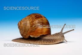 Attēlu rezultāti vaicājumam “Helix pomatia”