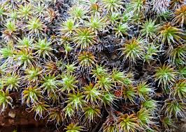 Attēlu rezultāti vaicājumam “Polytrichales”