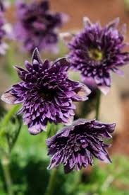 Image result for Pulsatilla