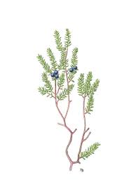 Attēlu rezultāti vaicājumam “Empetraceae”