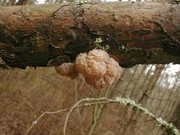 Attēlu rezultāti vaicājumam “Tremella encephala”