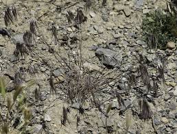 Attēlu rezultāti vaicājumam “Anisantha tectorum fruit”